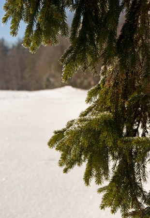 fir branches on the background of snow in the winterの写真素材