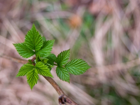 New raspberry leaves