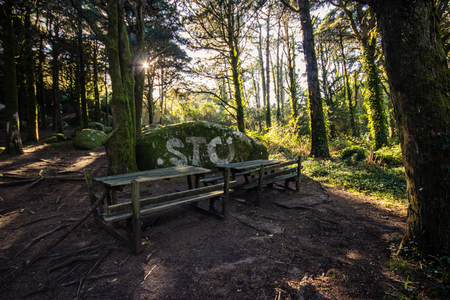 Magic wood with the first light of the dayの写真素材