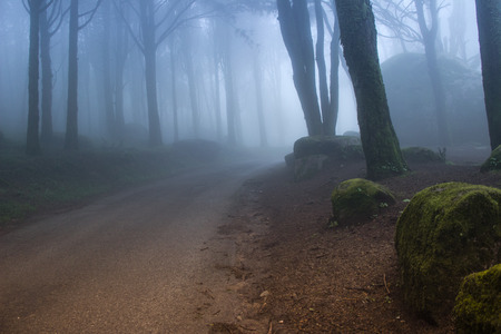 Magic forest with mistの写真素材