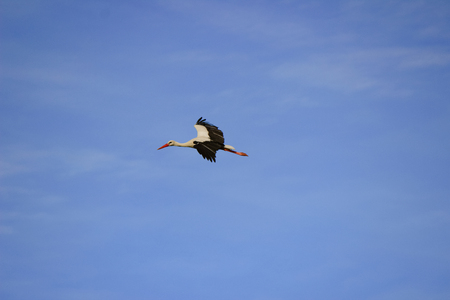 Stork flying on a blue sky in Alentejo Portugalの写真素材