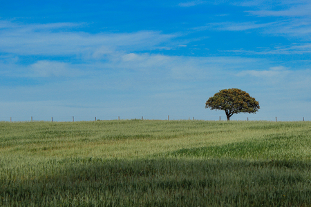 Agricultural fields with Cork oak in Alentejo Portugalの写真素材