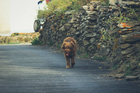 Abandoned dog walking on a streetの写真素材