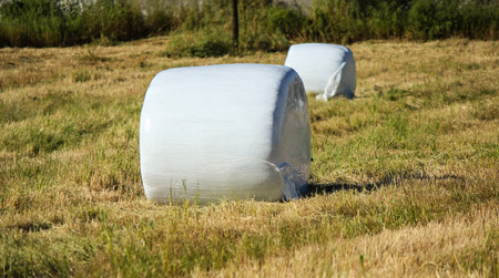 Agricultural landscape with straw packages on field.