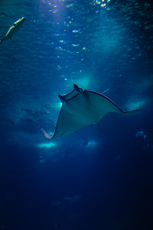 Manta and another Fishes in oceanarium in Lisbon Portugalの写真素材