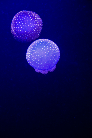 Jellyfishes in aquariumの写真素材