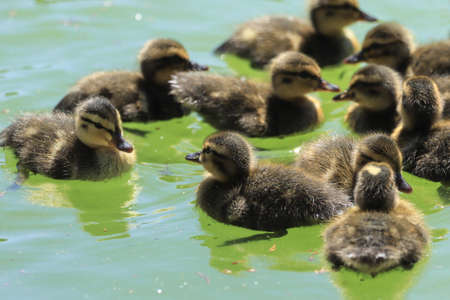 Small ducklings swimming in a lake