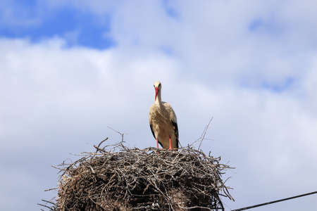 Stork in a nest with a baby on a spring day