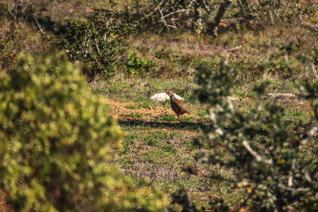 Portrait of a beautiful rooster in the nature. Wild rooster in the nature.
