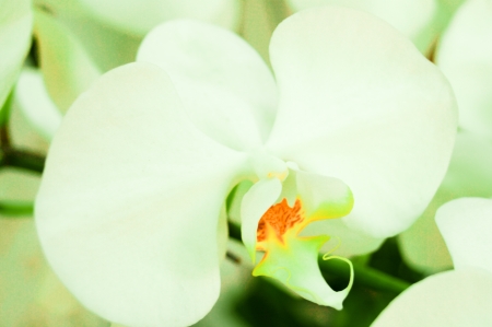 orchid flowerの写真素材