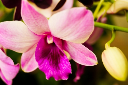 orchid flowerの写真素材