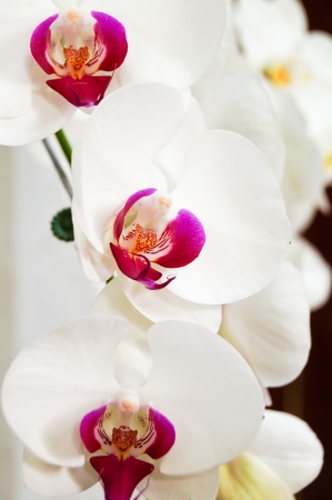 orchid flowerの写真素材