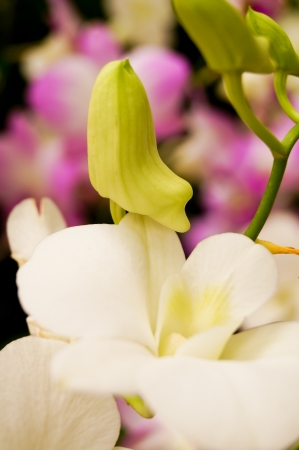 orchid flowerの写真素材