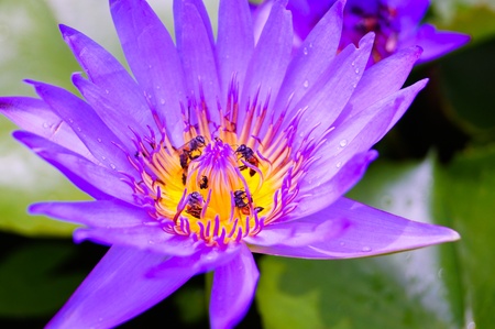 purple lotus with beesの写真素材