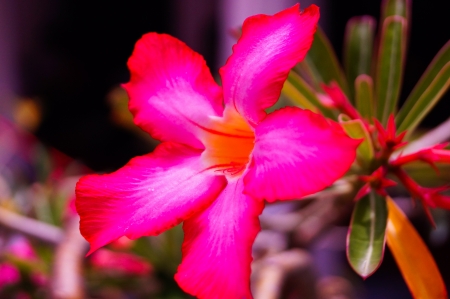 Impala Lily flowerの写真素材