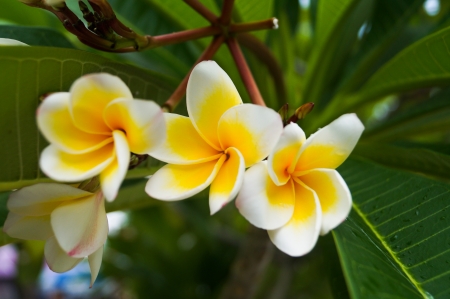 angipani, Plumeria and Templetree の写真素材