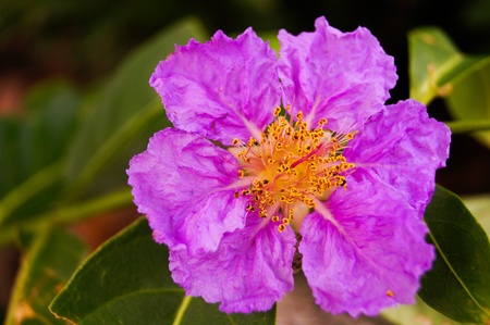 purple flowerの写真素材