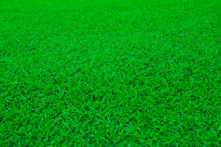 green grassの写真素材