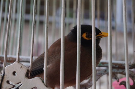 Bird in the cageの写真素材