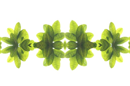 green leave frame on white backgroundの写真素材