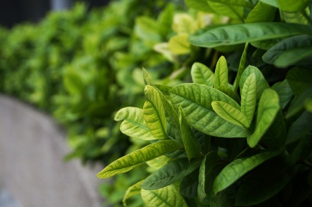      green leave                           の写真素材