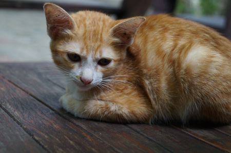 Thai cute catの写真素材