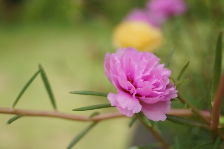 Purslane and bloom flowerの写真素材