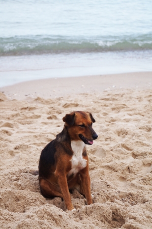 Thai dog sits on beach waiting ownerの写真素材