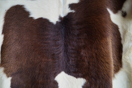 cow leather       の写真素材