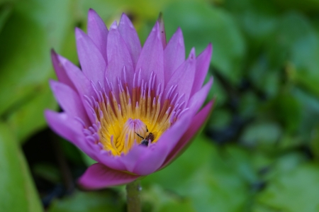 purple lotusの写真素材