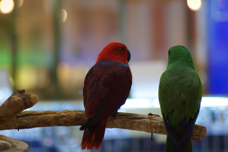 colorful parrotの写真素材