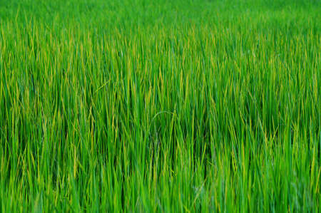 rice field in Thailand  on sunny