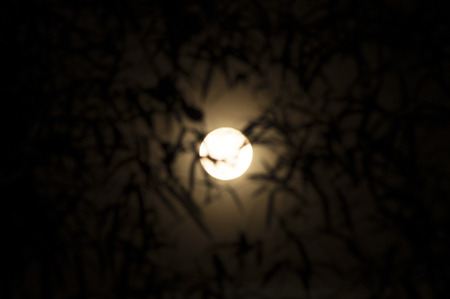 full moon with shadow of bamboo leave in dark in Songkran day, Thailand