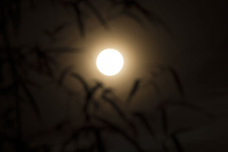 full moon with shadow of bamboo leave in dark in Songkran day, Thailandの写真素材