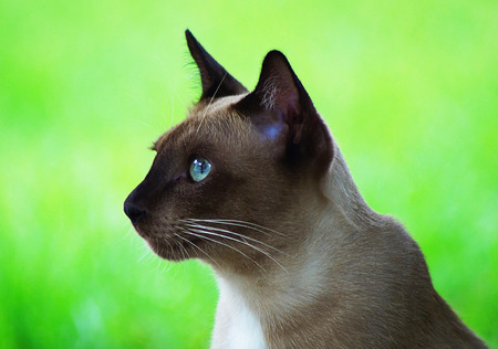 cat are laying  in gardenの写真素材