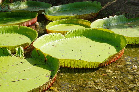 Lotus plantの写真素材