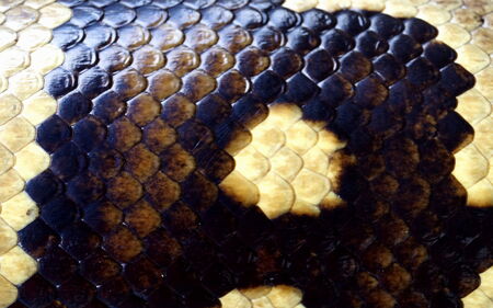 snake skin pattern