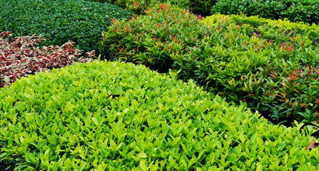 Green leave texture with edit light and colour