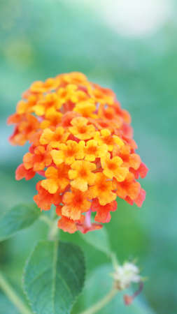 lantana flower in green gardenの写真素材