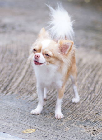 small chihuahuaの写真素材