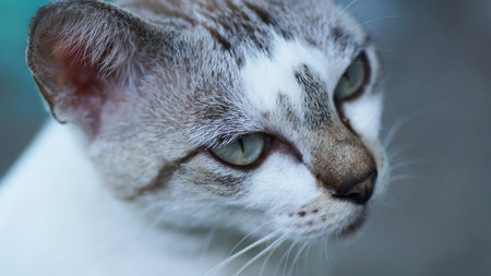 Thai catの写真素材