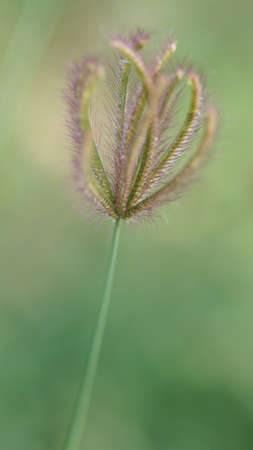 grass flowerの写真素材