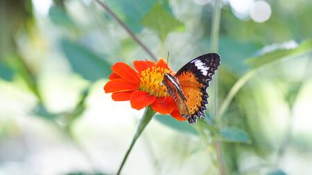butterfly on bloom zinniaの写真素材