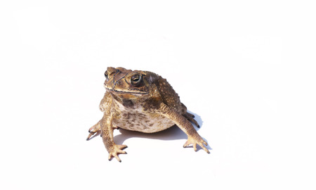 toad isolated on white backgroundの写真素材