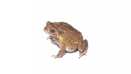toad isolated on white backgroundの写真素材