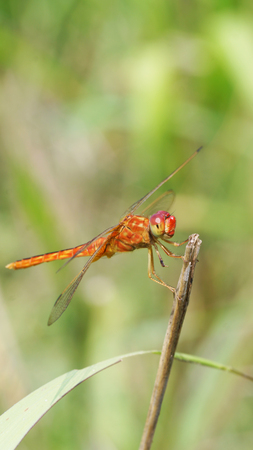 dragonflyfly catcherblur backgroundの写真素材
