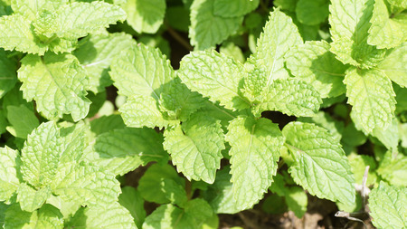 mint and herbの写真素材