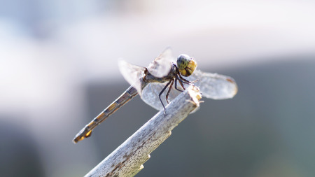 dragonfly on dry woodの写真素材