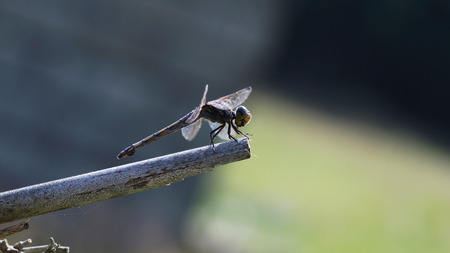 dragonfly on dry woodの写真素材