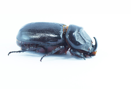 rhinoceros or beetleの写真素材
